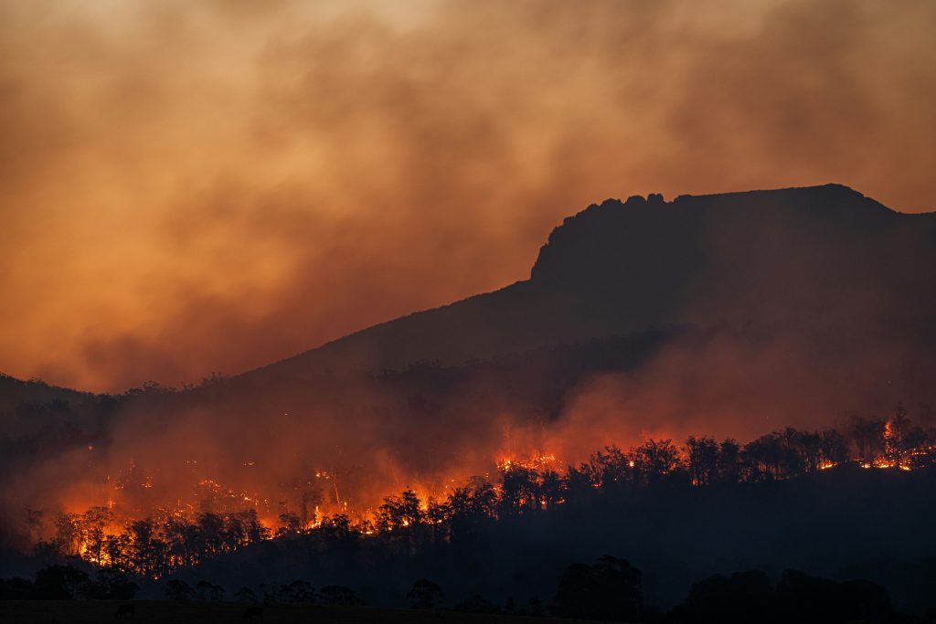 bosco incendiato