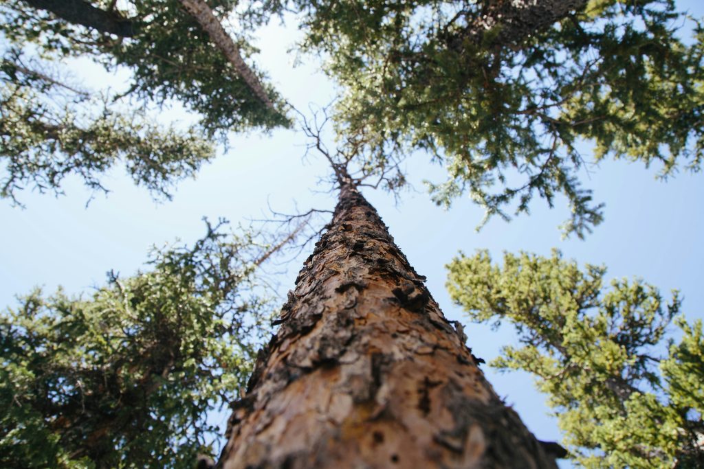 foresta